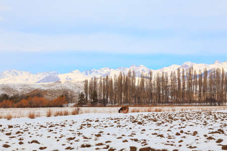 Horse on a winter pasture in the mountains. Natural landscape.の写真素材
