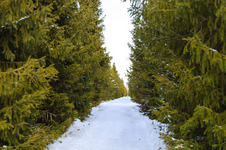 Winter park walking alley. Footpath made from green trees of Christmas trees. Snowy land.の写真素材