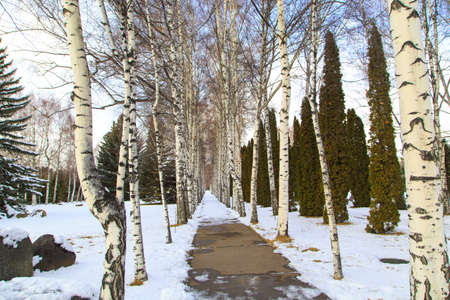 Winter park. Glade of green trees of Christmas trees and birches under the snow. Snowy land. Natural...