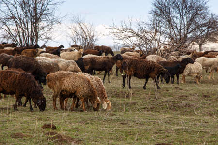 A flock of sheep grazes in nature. Countryside, farming. Natural rustic background. Walking Pets