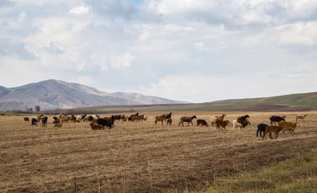 A flock of sheep grazes in nature. Countryside, farming. Natural rustic background. Walking Pets