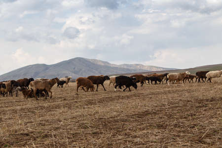 A flock of sheep grazes in nature. Countryside, farming. Natural rustic background. Walking Pets