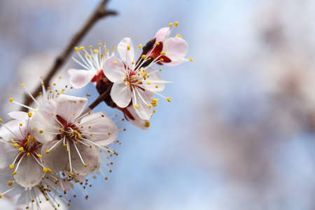 Spring flowers. Flowering apricot trees outdoors.