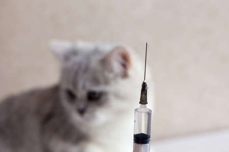 Cat treatment. Cat in a medical veterinary clinic. Syringe on the background of the head of a kitten.の写真素材