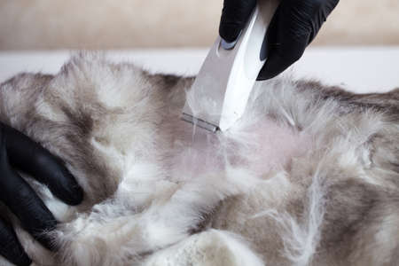 Cat grooming. Master shaves a British cat. Cat hair.