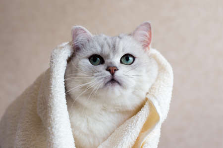 A beautiful British breed cat wrapped in a towel after a shower. Portrait of a green-eyed cat.の写真素材