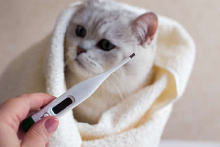 Cat treatment. Cat in a medical veterinary clinic. Thermometer on the background of the head of a...