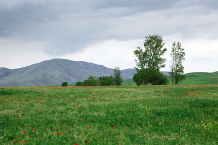Beautiful spring valley with green grass and blooming red poppies. Against the background of...