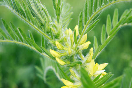 Astragalus close-up. Also called milk vetch, goat's-thorn or vine-like. Spring green background. Wild plant.の写真素材