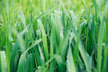 Lush green grass. Spring background. Drops of dew on the leaves. Copy space.