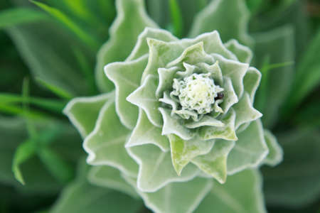 Lush green grass. Spring background. Drops of dew on the leaves. Copy space.の写真素材