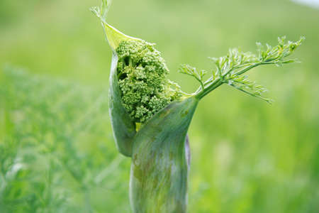 Spring sprout. Juicy green background.の写真素材