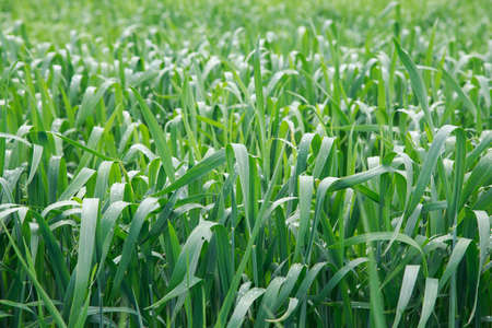 Lush green grass. Spring background. Drops of dew on the leaves. Copy space.