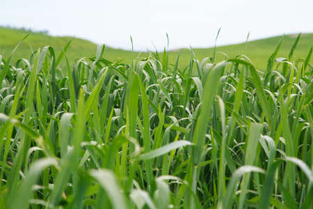Lush green grass. Spring background. Drops of dew on the leaves. Copy space.