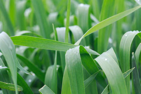 Lush green grass. Spring background. Drops of dew on the leaves. Copy space.