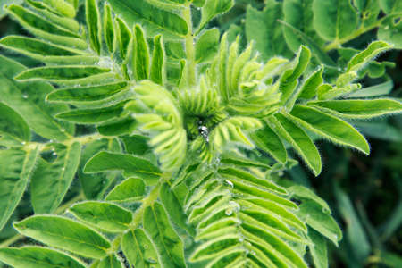 Astragalus close-up. Also called milk vetch, goat's-thorn or vine-like. Spring green background. Wild plant.の写真素材