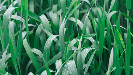 Lush green grass. Spring background. Drops of dew on the leaves. Copy space.