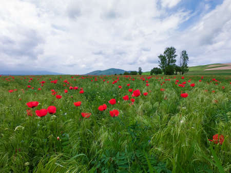 Red poppies beautiful flowering meadow with poppies. Beautiful spring and summer natural background.の写真素材