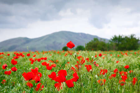 Red poppies on a background of mountains. Beautiful summer landscape with blooming poppies field. Kyrgyzstan Tourism and travel. Summer natural background.の写真素材