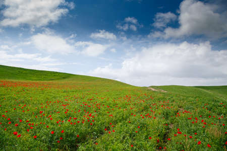 Red poppies beautiful flowering meadow with poppies on a background of blue sky. Beautiful spring and summer natural background.の写真素材