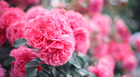 Pink roses. Background of blooming roses. garden of roses.の写真素材