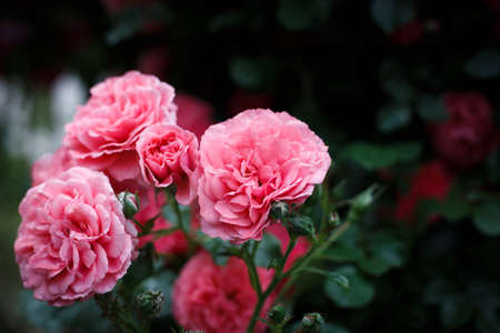 Pink roses. Background of blooming roses. garden of roses.の写真素材