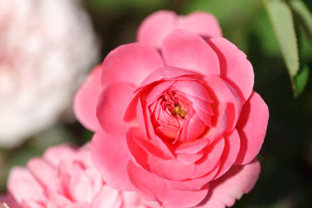 Roses. Delicate background with blooming rose flowers. Rose gardenの写真素材