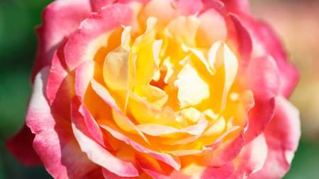 Roses. Delicate background with blooming rose flowers. Rose gardenの写真素材