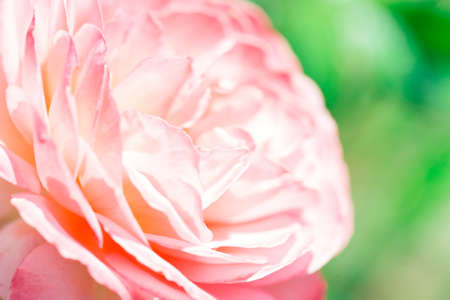 Roses. Delicate background with blooming rose flowers. Rose garden