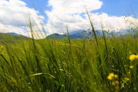 Flowering wild grass in the mountains. Summer landscape. Kyrgyzstan. Natural background