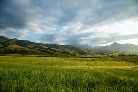 Beautiful spring and summer landscape. Lush green hills, high snowy mountains. Spring blooming...