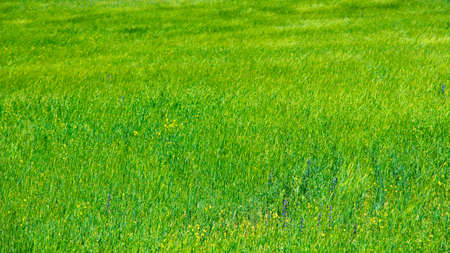 texture of grass and green wheat bread. natural background.の写真素材