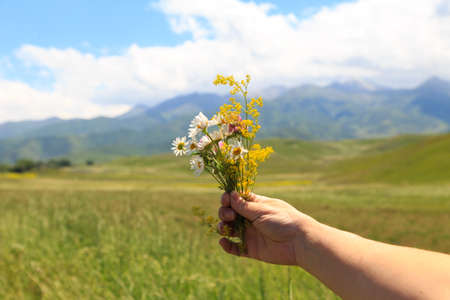 A bouquet of wild flowers in the girl's hand. Against the background of high mountains. Closeup of...