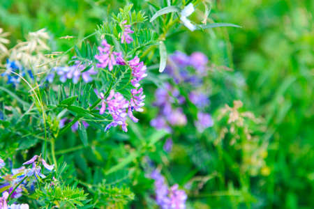 Blue wild flowers. Field with wild flowers. Natural background