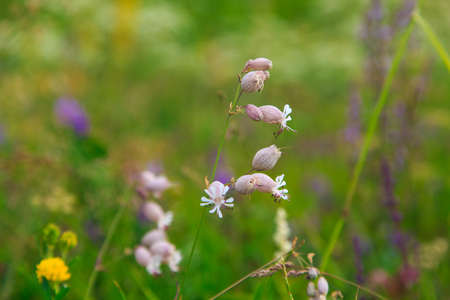 Smelevka ordinary flowers or Silene vulgaris. Field with wild flowers.の写真素材