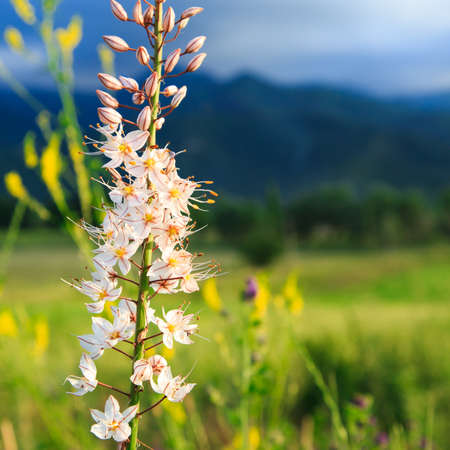 Wild flower eremurus. Natural summer blooming landscape. Copy spaceの写真素材
