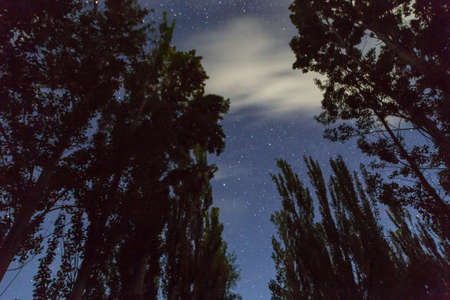Starry sky and clouds on the background of tall trees. Night landscapeの写真素材