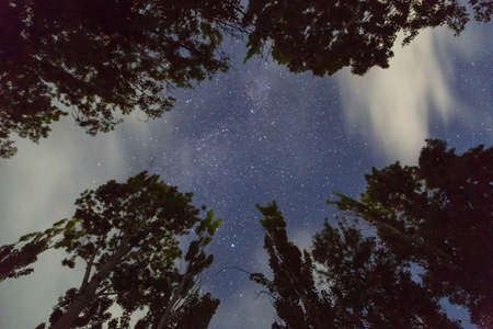 Starry sky and clouds on the background of tall trees. Night landscape