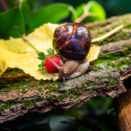 Large snails crawling along the bark of a tree. Burgudian, grape or Roman edible snail from the Helicidae family.の写真素材
