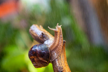 Large snail on a tree branch. Burgudian, grape or Roman edible snail from the Helicidae family....