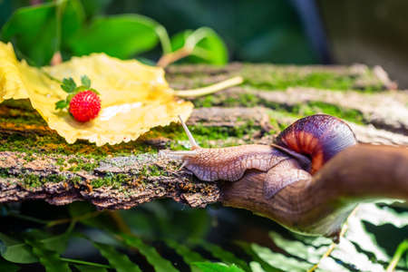 A large snail on the bark of a tree. Photo in the wild. Burgudian, grape or Roman edible snail from the Helicidae family.の写真素材