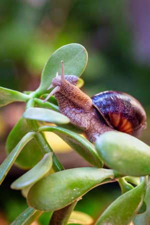 Large snail on a tree branch. Burgudian, grape or Roman edible snail from the Helicidae family.