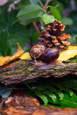 Large snails crawling along the bark of a tree. Photo in the wild. Burgudian, grape or Roman edible snail from the Helicidae family.の写真素材