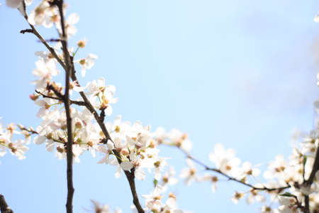 Flowering cherry against a blue sky. cherry blossoms. spring backgroundの写真素材
