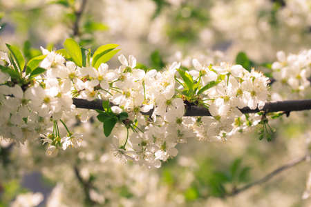 Flowering cherry against a blue sky. cherry blossoms. spring background