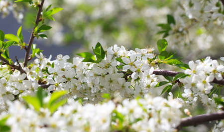 Flowering cherry against a blue sky. cherry blossoms. spring background
