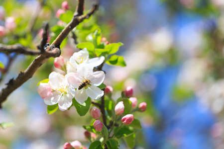 Apple blossoms over blurred nature background. spring flowers. spring backgroundの写真素材