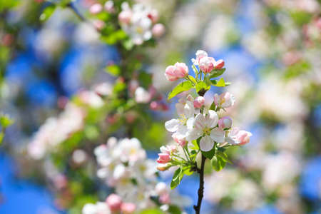 Apple blossoms over blurred nature background. spring flowers. spring background