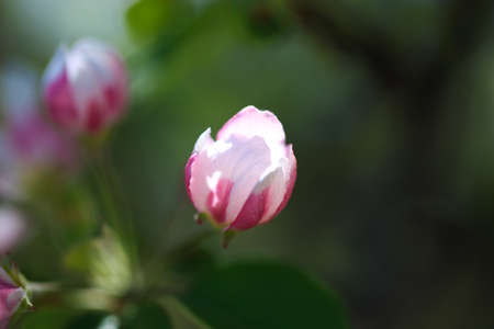 Apple blossoms over blurred nature background. spring flowers. spring backgroundの写真素材