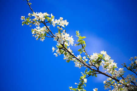 Apple blossoms over blurred nature background. spring flowers. spring backgroundの写真素材